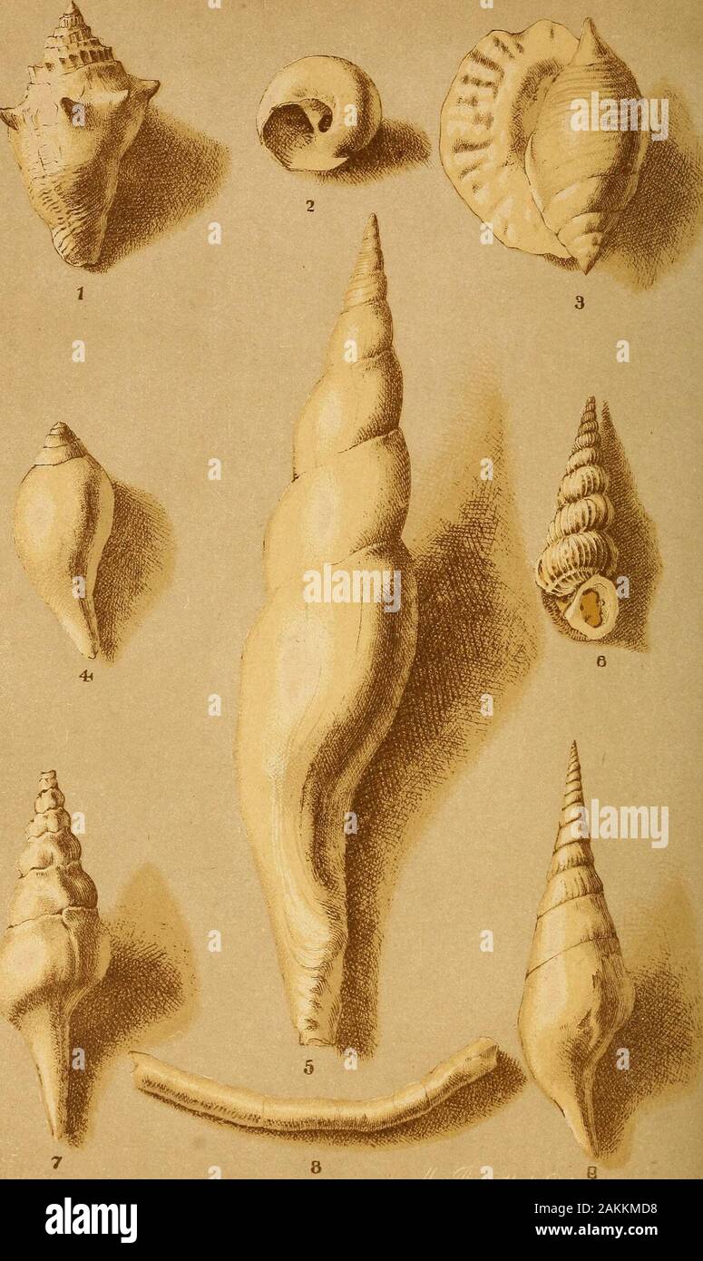 Report on the agriculture and geology of MississippiEmbracing a sketch of the social and natural history of the state . JACKSON TERTtMY SHEL LS PLATE XY.-SHELLS UNIY ALY ES. 1. Capulus Americanus. 2. Clavelitlies humerosiis. 3. Trochita alta, 4. Mitra dumosa. 5. Conus tortilus. 6. Yolutalitlies symmetrica.*J a. b. Kostellaria vellata.8. Caricella subangulata. Pepe 289 yNIVALVES Plate XVI. ^^x^:-v..^;^^^s^m^^^^:m^^^..:- Cromo Lith by L,N. Rosenthal Phi/r JACKSON nHJIAM SHELLS PLATE XYI.-SHELLS. UNIYALYBS. 1. Architectonica acuta. 2. Architectonica bellastriata. 3. a. h. Cypr^a pinguis. 4. Gastr Stock Photo