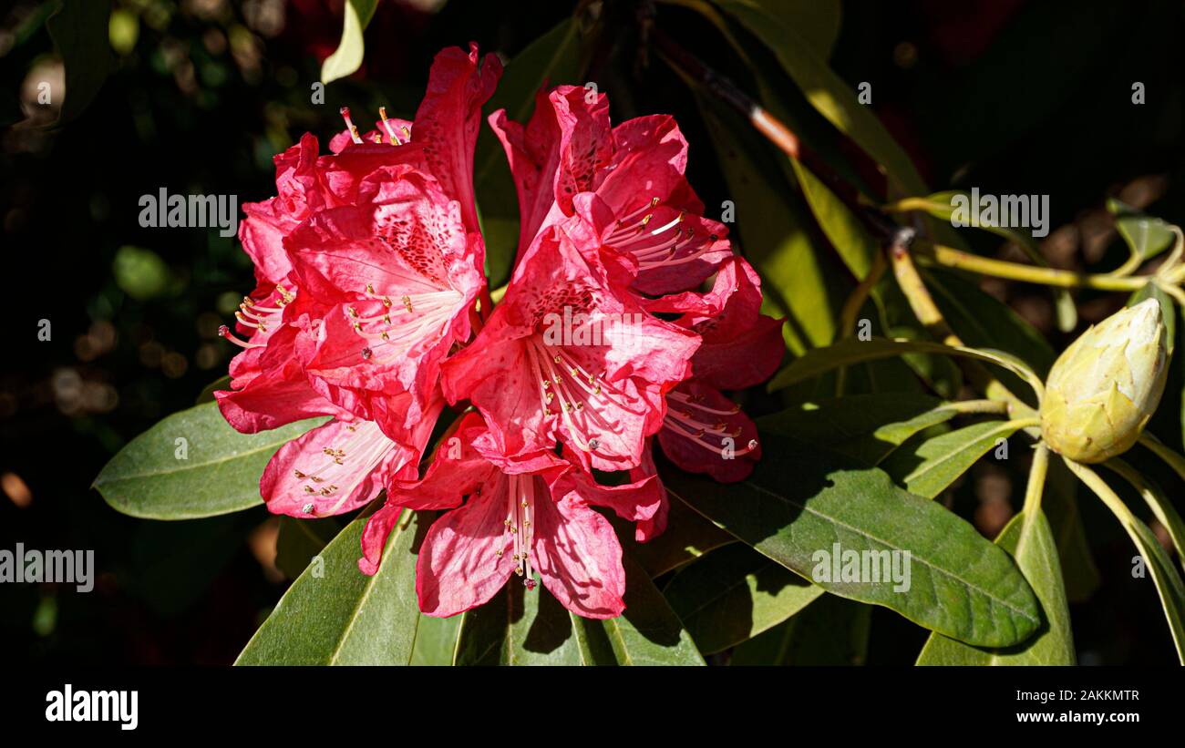 Pink Rhododendron flower closeup Stock Photo