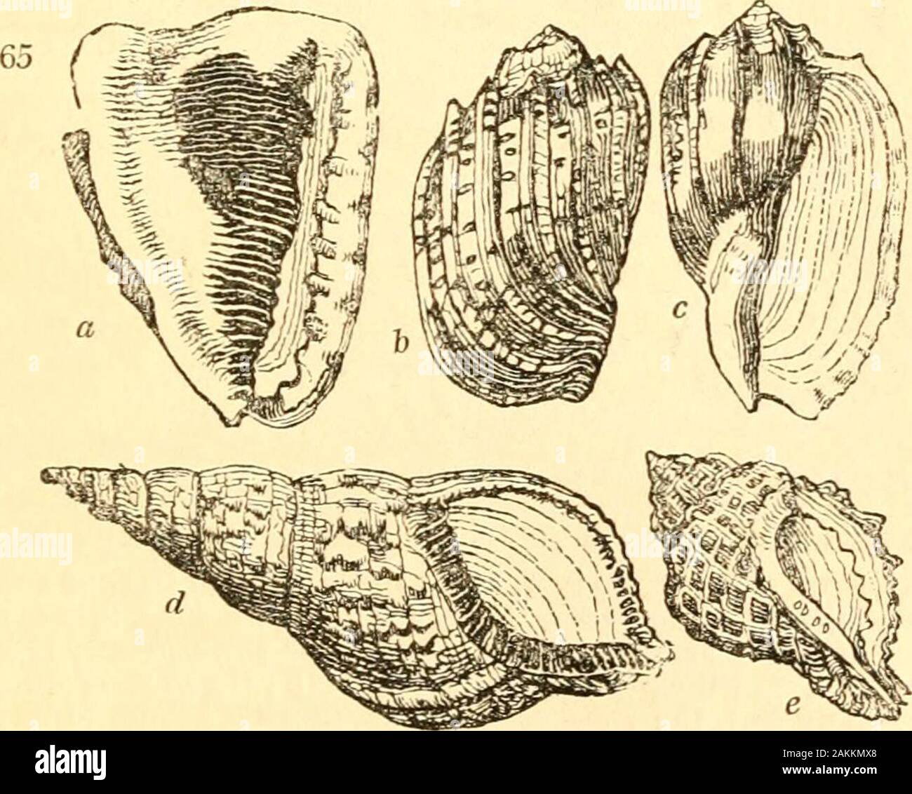 A treatise on malacology; or, Shells and shell fish . marginata.caudisata. Sow. Gen. f. 2.lb. f. 1. spinosa. En. M. 421. 5-crumena. lb. 421.3. SuB-FAM. 2. CASSINtE.SheU large, ventricose, generally smooth ; spire very. * This is the only character by which this group, as a genus, can be dis-tinguished; and this is exceptionable, because there are some species, likeT.clandestinuni {fig. Q^-), which have the outer lip thickened, and are with- 298 SHELLS AND SHELL-FISH. PART II. short; the base truncate and emarginate, or with ashort recurved channel; inner lip toothed or plaited.* Harpa Lam. Var Stock Photo