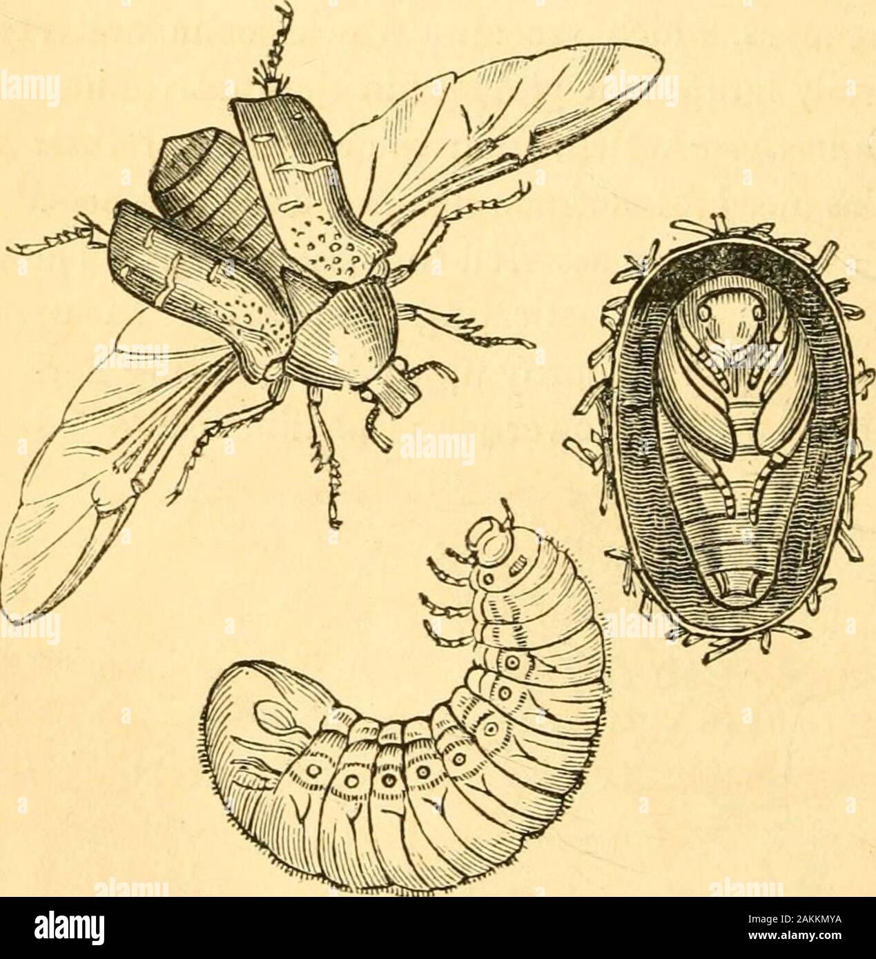 The entomologist's text book : an introduction to the natural history, structure, physiology and classification of insects, including the Crustacea and Arachnida . consistence, but more complex in their organization, bearinga palpus {d) or feeler, and furnished moreover with a lateral 340 ORDERS OF PTILOTA. lobe, which occasionally assumes the appearance of an addi-tional palpus; and lastly a lower lip (labium, e), furnished^dth a pair of palpi (//), and implanted upon a broad hornybasal piece, which is termed the chin or mentum (g). The abdomen is attached to the mesothorax by its entirebrea Stock Photo