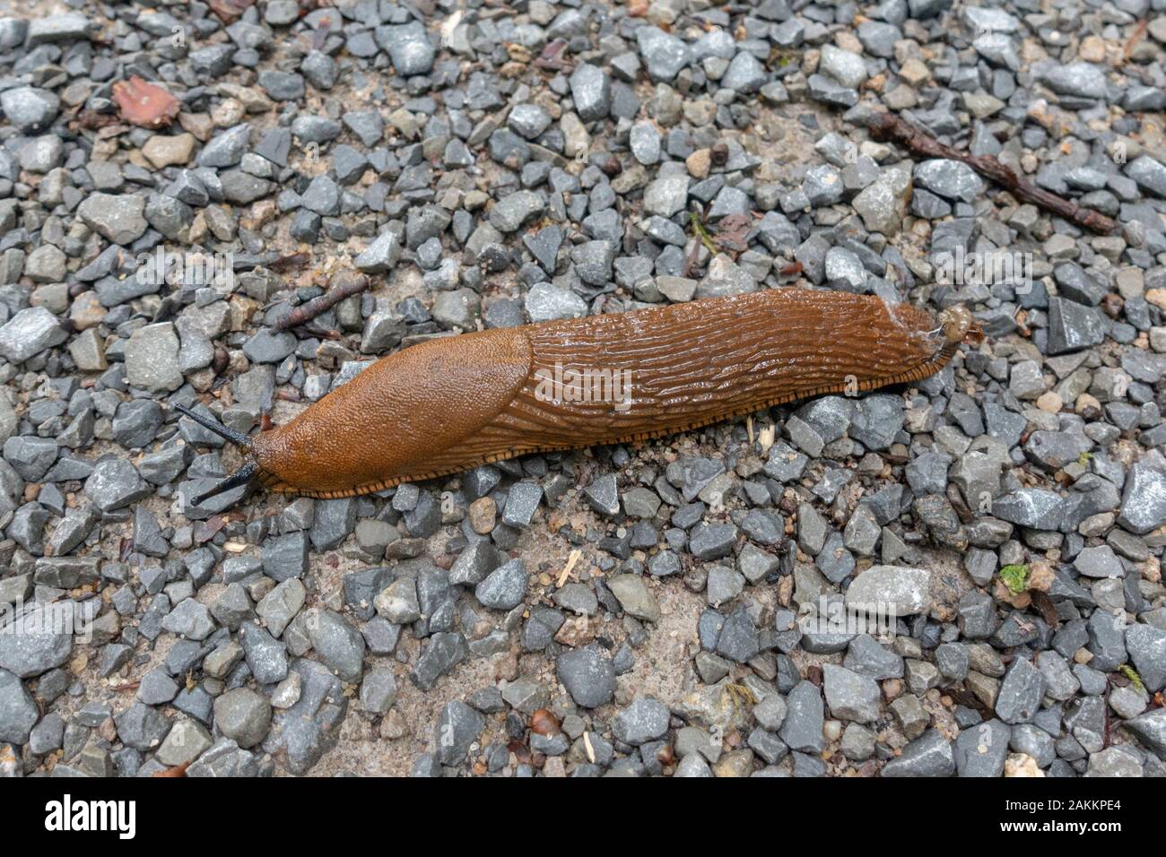 A red slug, also called chocolate arion or the European red slug, Arion rufus. Stock Photo