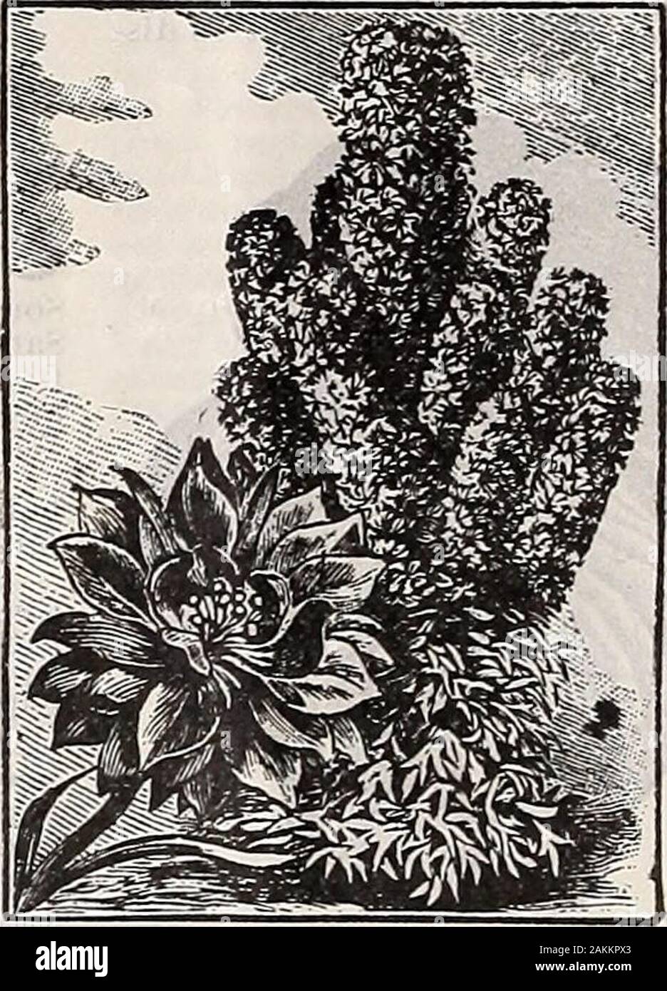 H.GHastings & Co: spring 1907 catalogue . re freely than the doubles. Packet. 10 cents. Cactus Dahlias—This new strain is very popular wherever grown, being especially valuable for cutflower work. Petals of the large flowers are beautifully pointed and the range of coloring is remarkablysatisfactory. Mixed colors. Pkt., 15c; 2 for 25c. IP r&gt;nUc/&gt;VinH7{a Or California Poppy—One JlrfSCn5&gt;t«IltJll^,lCX of the most popular flow-ers for bedding in the South. Sow as early in the springas ground can be worked, scattering seed thinly over thesurface and raking in lightly. They are low spreadi Stock Photo