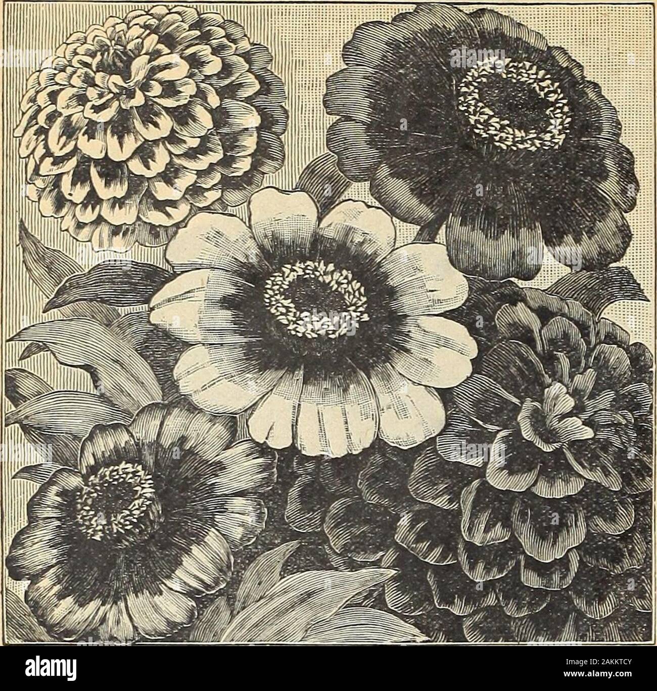 The Maule seed book : 1917 . Zinnia Stellata Hybrids, Single. Zinnia, Stellata Double. 2068 STELLATA HYBRIDS, SINGLE. [New.) They make asbriUiant display in beds, borders, etc. The rare colors found in thisstrain are very attractive. The colors include sulphur yellow, goldenyellow, deep orange, dark blood-red, yellow with red points and redwith yellow points. Mixed colors. Packet, 10 cents. 2066 STELLATA, DOUBLE. {New.) This resembles a smallsized double cactus dahlia flower. It forms dwarf, compact bushes andbears In great profusion its orange colored flowers. Packet, 15 centSa 160—Flower See Stock Photo
