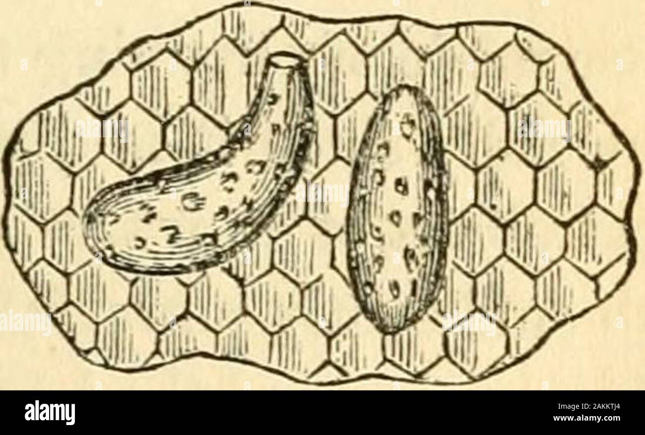 The entomologist's text book : an introduction to the natural history, structure, physiology and classification of insects, including the Crustacea and Arachnida . Cells of the liive bee, showing mannerof uniting- at base.. Hexagonal cells of the hive bee, withroyal cells attached. hibited by social insects in the construction of their nests,for then- own habitations and the rearing of their offspring,the collecting of food, and the feeding of young. 322 PTILOTA : PHYSIOLOGY AND If, on the other hand, we direct our attention to the pre-servation of the individual (and many of the peculiarities Stock Photo