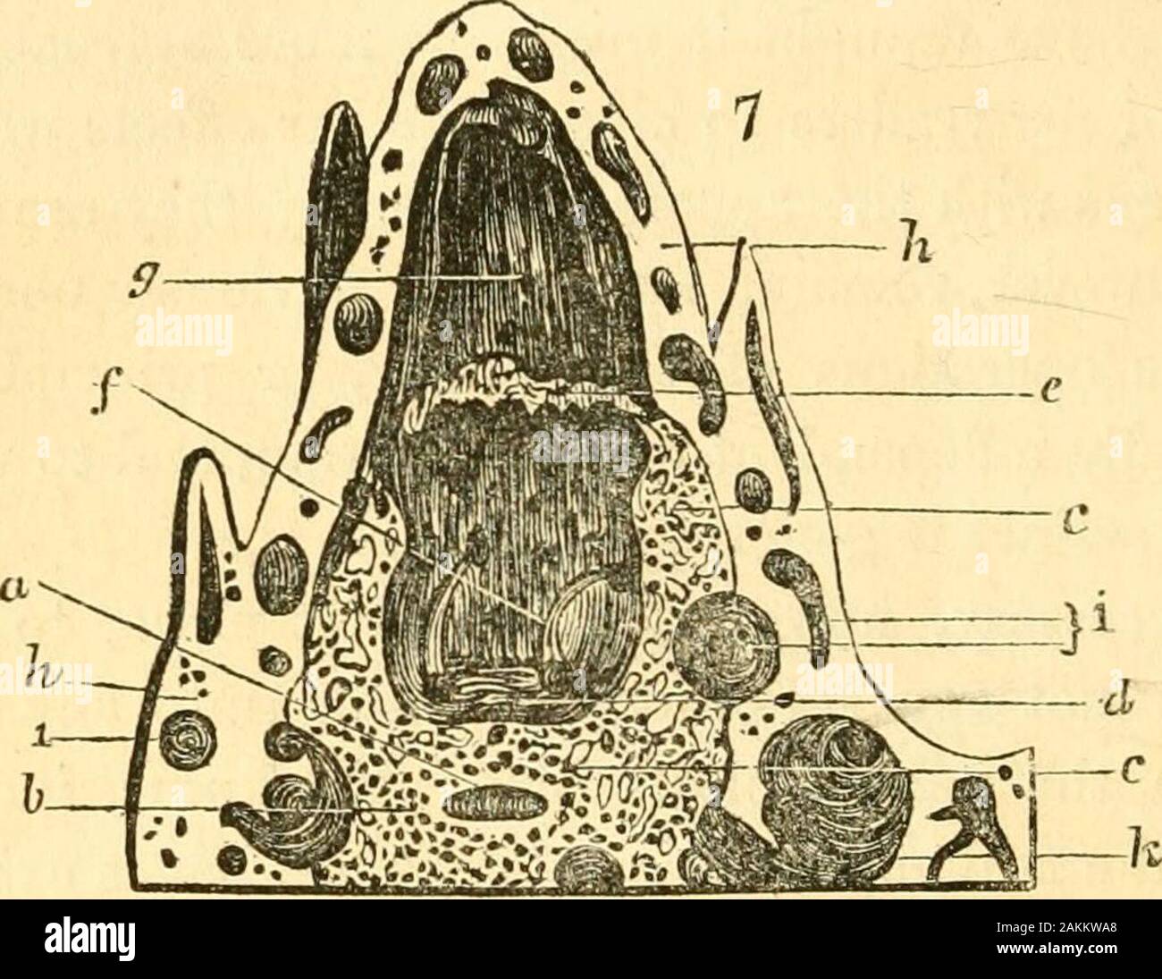 The entomologist's text book : an introduction to the natural history, structure, physiology and classification of insects, including the Crustacea and Arachnida . Fig:. 5, Nest of Termes fatale (ten or twelve feet high)—6, Nest of Termes atrox. * Lieut. Col. Sykes, in Trans, of Entomol. Society, p. 106. 320 PTILOTA : PHYSIOLOGY AND Now these varied phenomena are manifested to us in anendless variety of methods j in the affection of msects fortheir offspring; in the numerous distinct modes in which theparent insect deposits her eggs in the most appropriate situa-. Fig7. Settiouofthe nest of Te Stock Photo