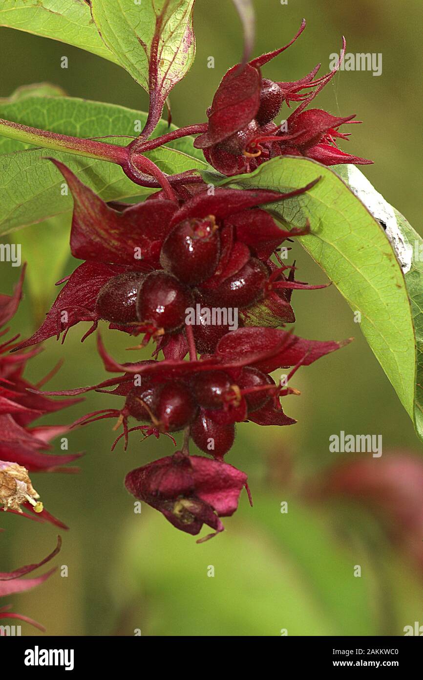 New Zealand poisonous tutu (Coriaria arborea Stock Photo Alamy