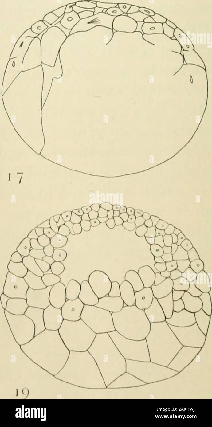 The American journal of anatomy . 15. Figs. 13-19 DEVELOPMENT OF SPELERPES BILINEATUS 187 sional triangular cells being found. At other times, the cellsare conspicuously lobed as seen in the yolk cells of figs. 14 and IG.The same thing at a sixteen-cell stage is shown in figs. 20 and 21.In still another type, where no cleavage cavity at all is formed,the microtneres lie directly upon the macromeres. When present,the cleavage cavity may be large as in fig. 14, or quite small asin figs. 20 and 21, where it is represented by intercellular spaces. A.S cleavage proceeds, a condition develops simila Stock Photo