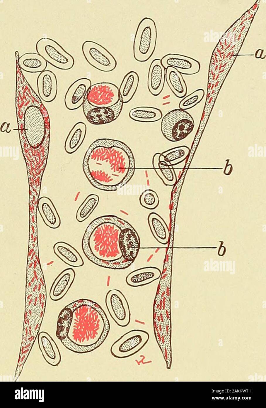 A manual of modern surgery : an exposition of the accepted doctrines and approved operative procedures of the present time, for the use of students and practitioners . by division or by the formation of spores.Yeasts, or sprouting fungi (blastomycetes), however, multiply bythe budding process ; while the moulds (hyphomycetes) have a morecomplicated method of multiplication or reproduction, and are char-acterized by numerous threads which interlace and form the mycelium. Some of the protozoa, microscopic organisms belonging to the ani-mal kingdom, infect animals and cause disease; but they are Stock Photo
