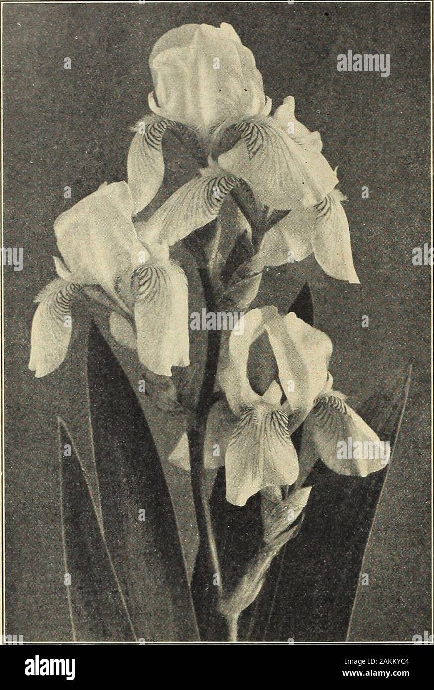 Farquhar's garden annual : 1918 . ight, 2 ft.Edith. S. porcelain-blue; F. veined dark velvety-blue on a white ground; very free flowering; height, 2 ft.Elizabeth. S. pale blue, passing to grey; F. soft lilac-blue; fine for cutting; height, 21 ft.Flavescens. (Canary Bird.) S. and F. soft-yellow; sweetly scented; fine for cutting; height, 2^ ft.Florentina Purpurea. S. violet; F. purple; very early flowering; height, 2 ft.Florentina Alba. (Queen Emma.) S. and F. soft shade of grey, almost white, very free and early flowering; fine for cutting; height, 2 ft.Fontarabie. S. violet-blue; F. violet-pu Stock Photo