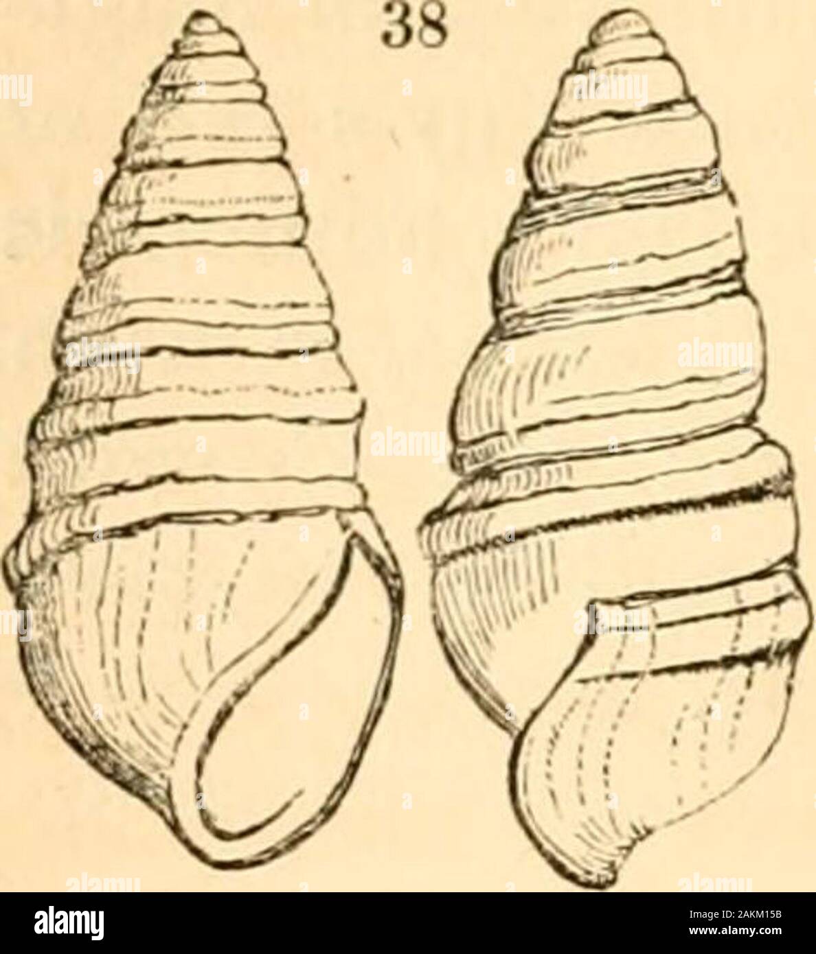 A treatise on malacology; or, Shells and shell fish . ^;- ^]Melanella. Pla.axis. I The use of the last, or additional column, which con-tains the genera of the entire sub-family, is chieflyfor the purpose of showing that Melatoma, while itpreserves its analogy to Pleurotoma, agrees also withPlanaxis in having the base notched, and with Mela-nella by its thickened inner lip. (187.) The next genus is that of Cerithidea. Wehave now come to the cyclostiform type, which, withthe elongate form of Scalaria, has an effuse and circularaperture, with the outer lip dilated into a broad fringe,and a very Stock Photo