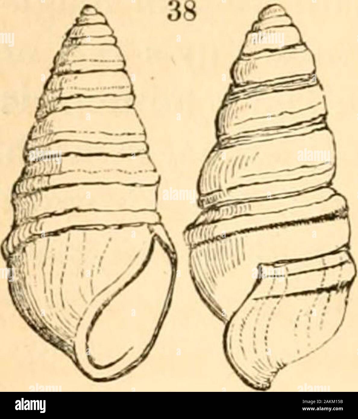 A treatise on malacology; or, Shells and shell fish . ^;- ^]Melanella ...
