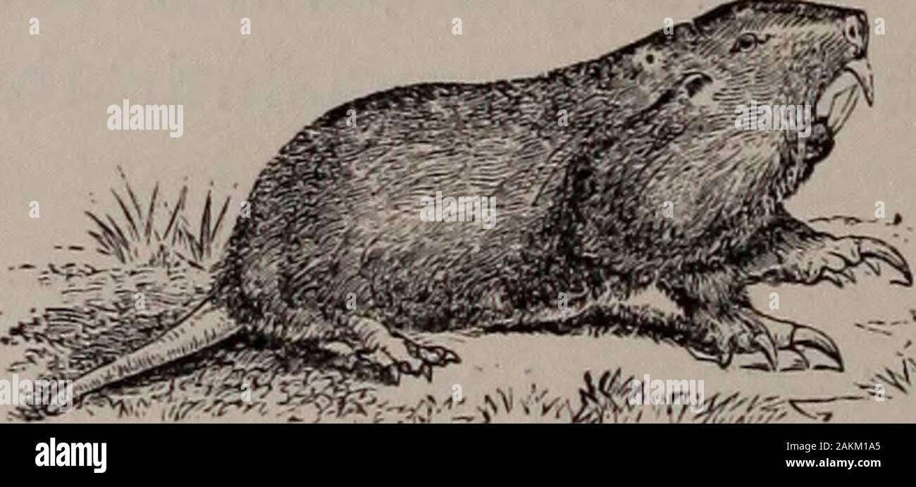 Natural history of animals; . Fig. 90. — Prairie Do; 6 VERTEBRATES: MAMMALS. ing; hence its name. It lives in burrows, and largenumbers are found together, forming communitiescalled dog towns. Before each hole is a little hill ofearth, upon which the Prairie Dog sits on the lookoutfor intruders. At the slightest alarm it dives into itshole, but soon reappears. Their holes are also the homeof the Burrowing Owls and Rattlesnakes. The Pocket Gopher, Pouched Rat, or Geomys, of theprairies of the Western States, is nine or ten incheslong, with large front teeth, strong fore feet, and a shorttail. Stock Photo