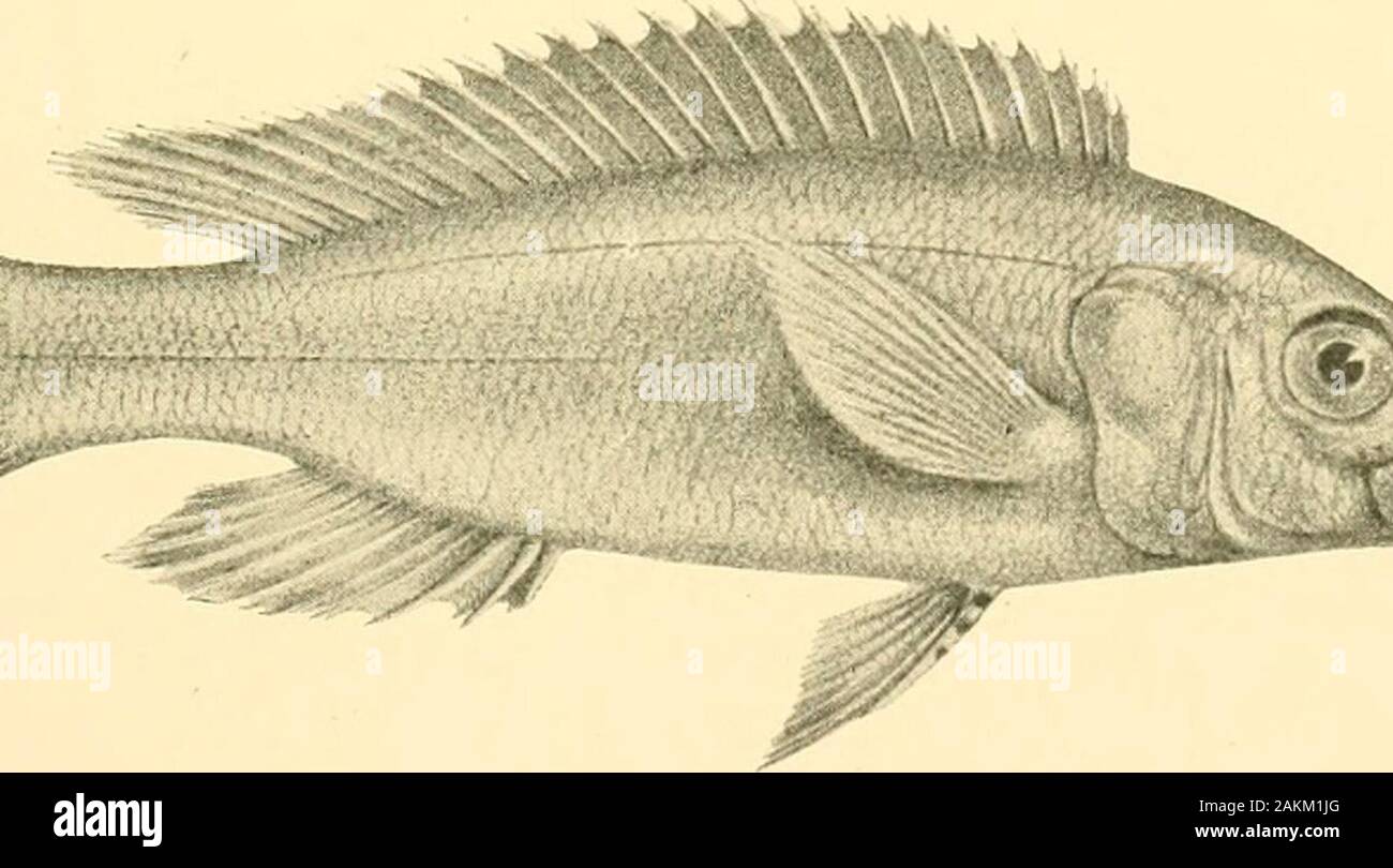 The Tanganyika problem; an account of the researches undertaken concerning the existence of marine animals in Central Africa . Lamprologus elongatus. Sec p. 168. ? WMBWWWJI ?miilii Mastacembelus tseniatus. See p. 216.. ^N TV Perissodus microlepis. See p. 212. 2i4 THE TANGANYIKA PROBLEM. MASTACEMBELID/E. 86. Mastacembelus frenatus.—Blgr. 1901. (Fig. p. 215. Upper.) Depth of body 13 times in total length, length of head 8| times. Vent equallydistant from end of snout and from caudal fin, separated from head by a space equalto 3§ times length of latter. Snout 3 times length of eye, produced into Stock Photo