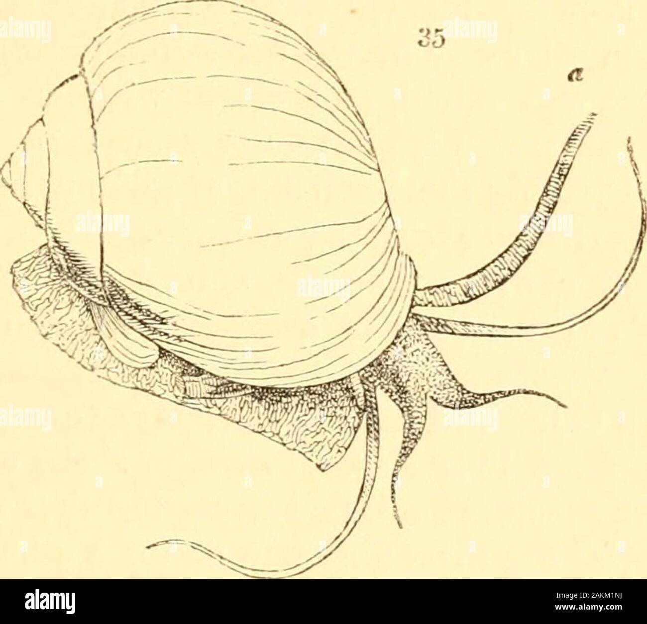 A Treatise On Malacology Or Shells And Shell Fish Chap Vii Thallicera Ampullarin 197 And Its Habitat And To The Puhnonary Fluviatile Lim Nacince By Its Animal There Can Be No Doubt