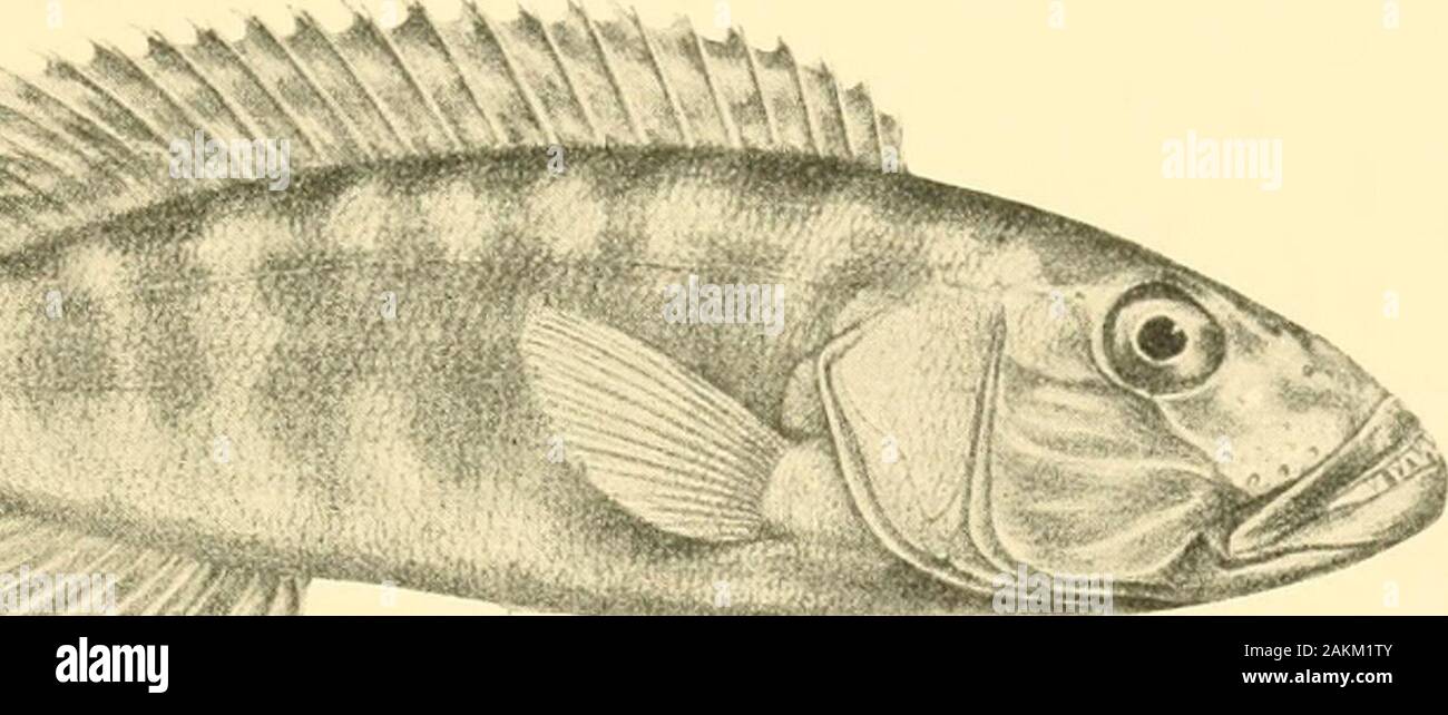 The Tanganyika problem; an account of the researches undertaken concerning the existence of marine animals in Central Africa . times. Eye large, longer than snout,  length of head,  interorlntalwidth ; maxillary extending to below anterior third of eye ; 3 series of scales on 6 50 the cheek. Sc. 6?. — ; lat. I —17 40 Total length, 90 millim.. Lamprologus elongatus. Sec p. 168. ? WMBWWWJI ?miilii Mastacembelus tseniatus. See p. 216. Stock Photo