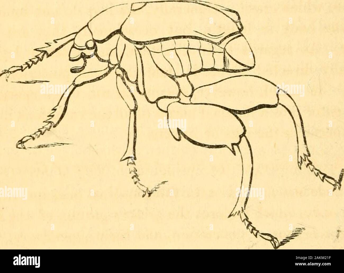 The entomologist's text book : an introduction to the natural history, structure, physiology and classification of insects, including the Crustacea and Arachnida . is very minute (fig. 140). Messrs. Kirby and Spence re-gard the fore-legs of insects as arms rather than legs, andaccordingly term the anterior tarsus the hand, calhng thebasal joint the planta or palm. That the fore-legs are high- 288 ptilota: imago—external anatomy. ly important in performing the economy of the insect cannotbe doubted; they are also often of a very different form inthe individuals of different sexes of the same sp Stock Photo