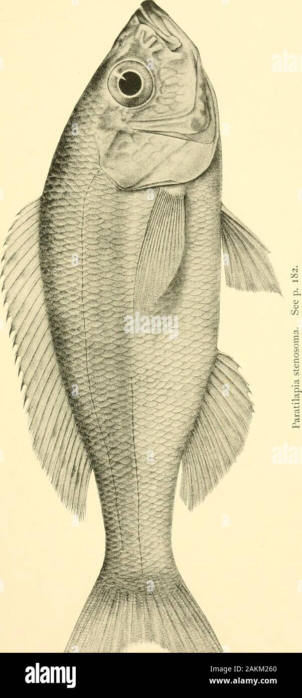 The Tanganyika Problem An Account Of The Researches Undertaken Concerning The Existence Of Marine Animals In Central Africa Emarginate Crescentic Caudal Peduncle 3 Times As Long As Deep Scales 2 27 The Tanganyika Problem An Account Of The Researches Undertaken Concerning The Existence Of Marine Animals In Central Africa Emarginate Crescentic Caudal Peduncle 3 Times As Long As Deep Scales 2 27