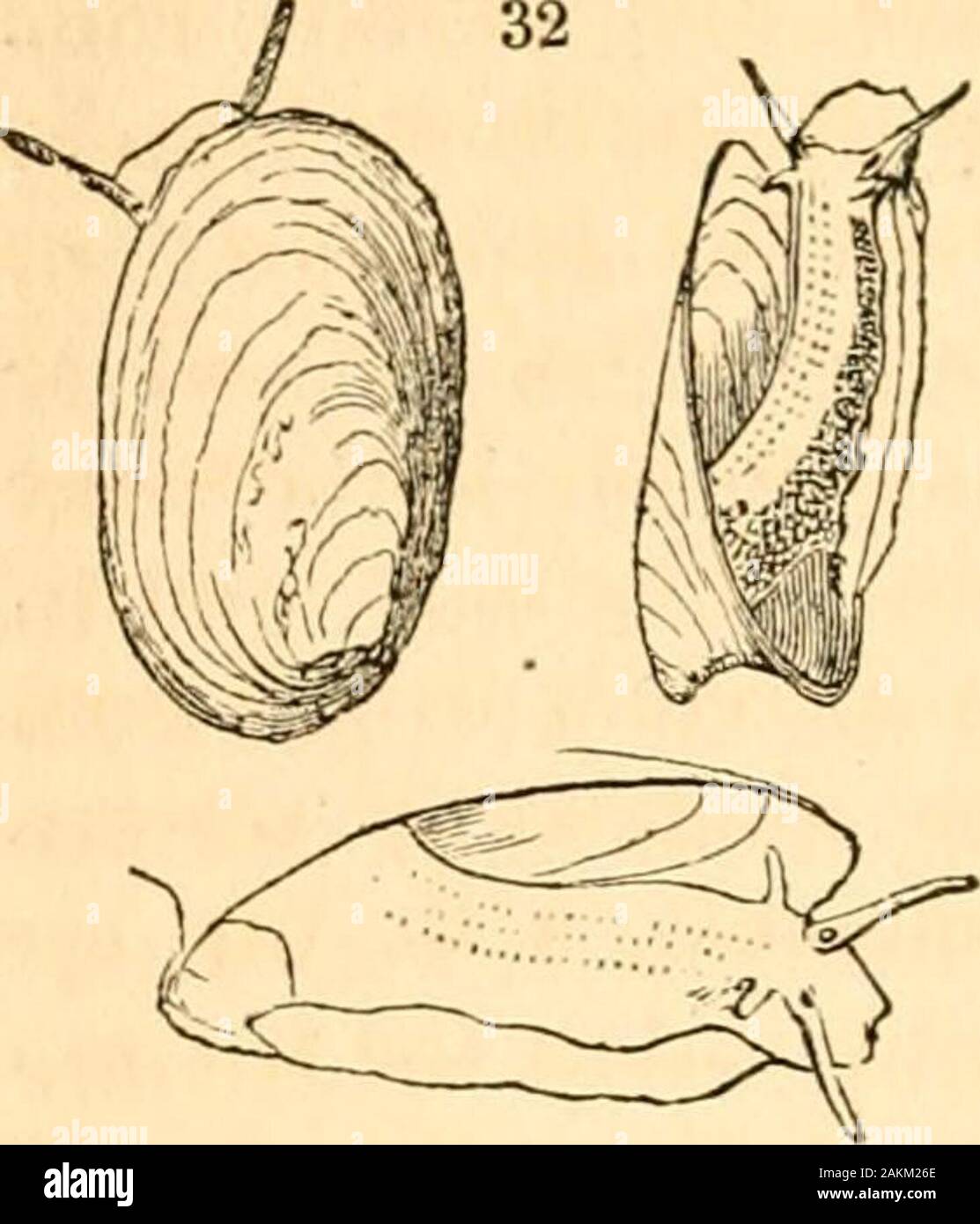 A treatise on malacology; or, Shells and shell fish . * Ency. Meth. pi. 459. fig. 7- 188 SHELLS AND SHELL-FISH. PART I. for this fold on the pillar, it could not be distinguishedfrom a Limnceus. The fifth and last type is Ancylus,composed of the freshwater limpets (^fig. 32.), not even mentioned by Cuvier, but con-stituting one of the most re-markable divisions of the wholegroup. (173.) The five genera,placed opposite to those of thegenera of AchatincB, and thesub-families of the Helicidce,will be found to represent eachother thus: —. Generaof the I.imnacince. Planorbis. Ancylus. Pototnophila. Stock Photo