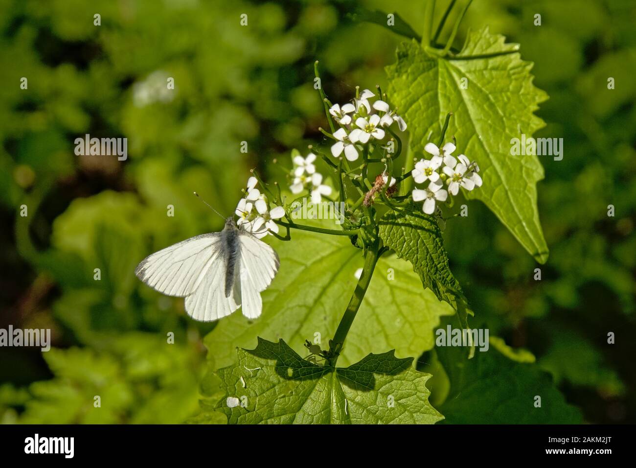 Black veined white butterfly sitting on a garlic mustard flower with open wings, selective focus with bokeh background - Aporia crataegi Stock Photo