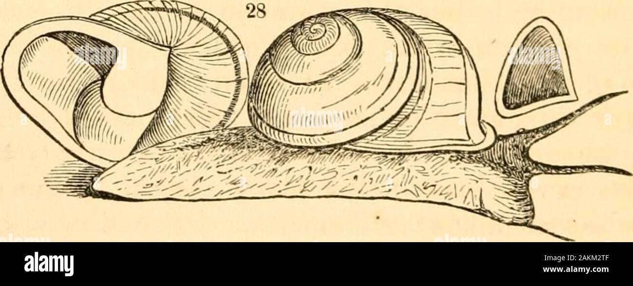 A treatise on malacology; or, Shells and shell fish . moderate, with few whorls,Jthe tip thick and obtuse; thefaperture generally without fteeth. 3 Spire moderate, but with manyT Sub-genera ofClausilia. Clausilia. Balia.* rbpire moiierate, out witn manyTPupa. -^ wliorls of nearly equal thick. &gt; Pupella. L ness 3 PUcadotnus. r Whorls few; the outer lip dilated 7t and broadly margined. J Macrodontes. (170.) Our next genus is Helicina,—a group ofremarkable shells^ of which, as near forty species are nowknown, the sub-genera may be advantageously charac-terised. This will be done in our systema Stock Photo
