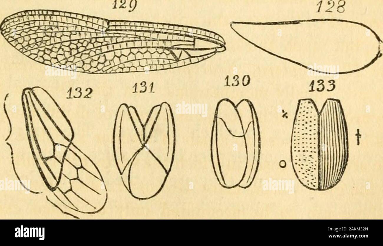 The entomologist's text book : an introduction to the natural history ...