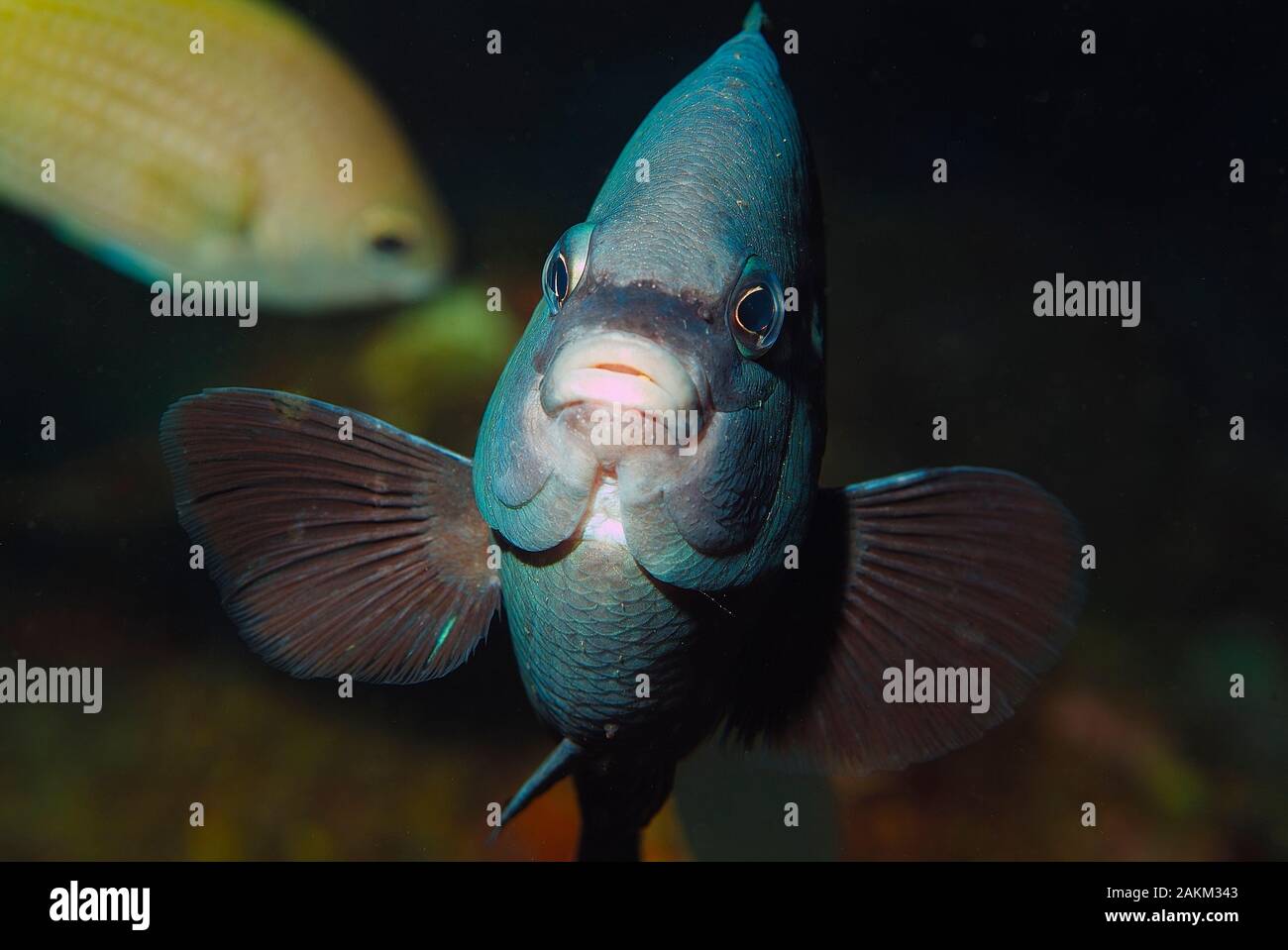 Cape Damsel, Black White Damselfish, "Similiparma hermani", Palmeira, Sal Island, Cabo Verde Stock Photo