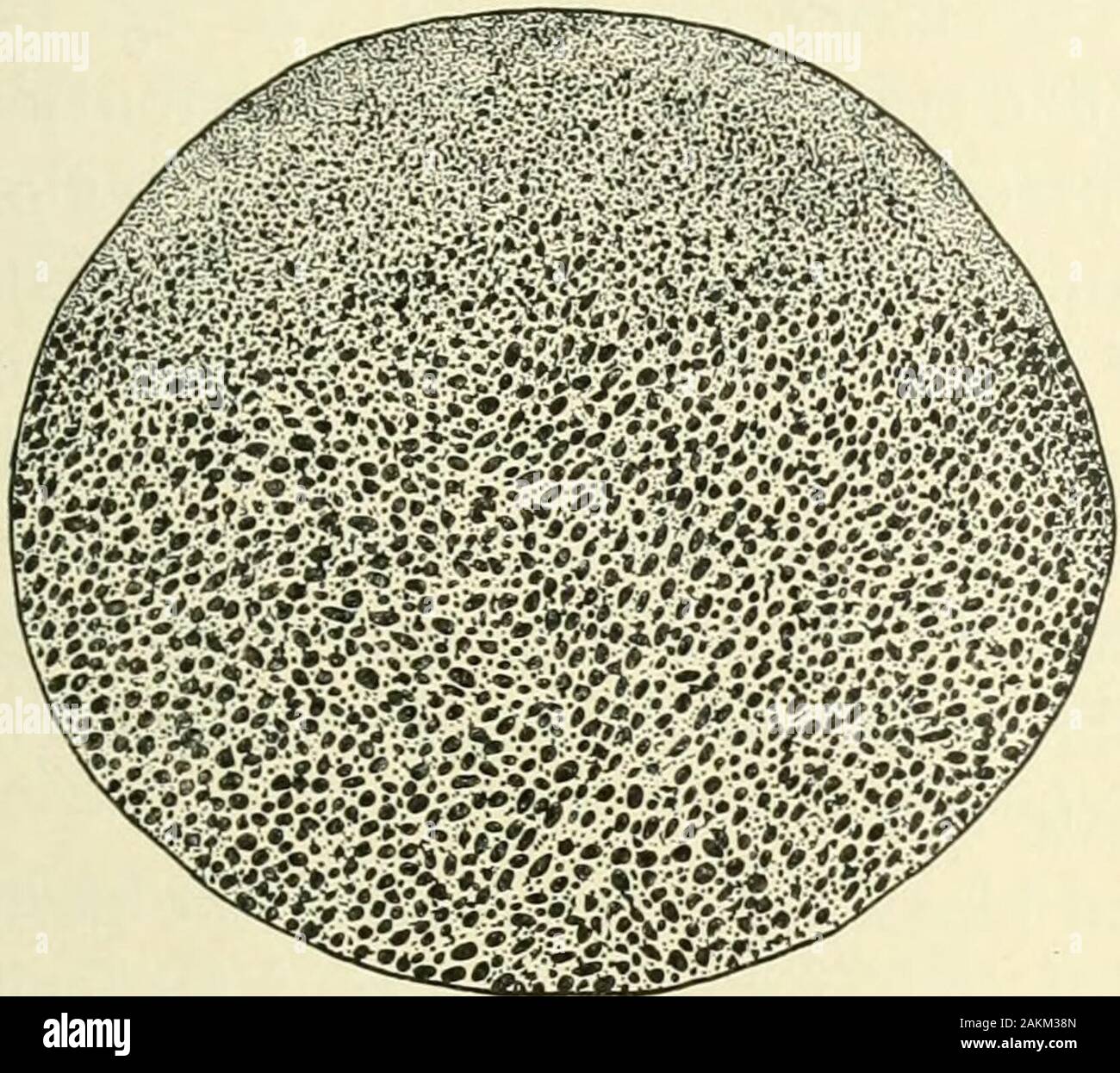 Longitudinal groove zones hires stock photography and images Alamy