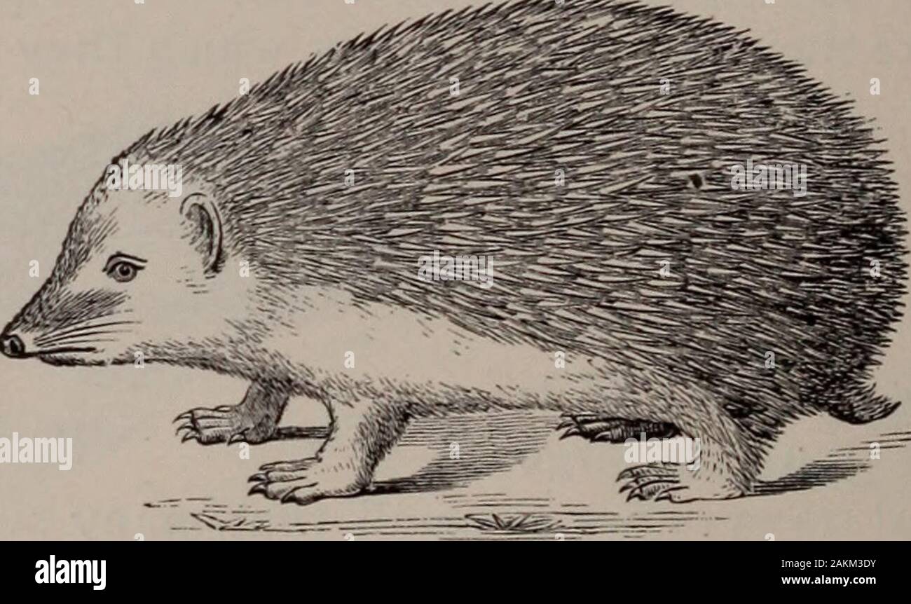 Natural history of animals; . Fig. 83. — Madagascar Hedgehog, or Tenrec.  form of a ball, presenting the spines in every direction,to ward off  attacks. They sleep during the day inconcealed places,