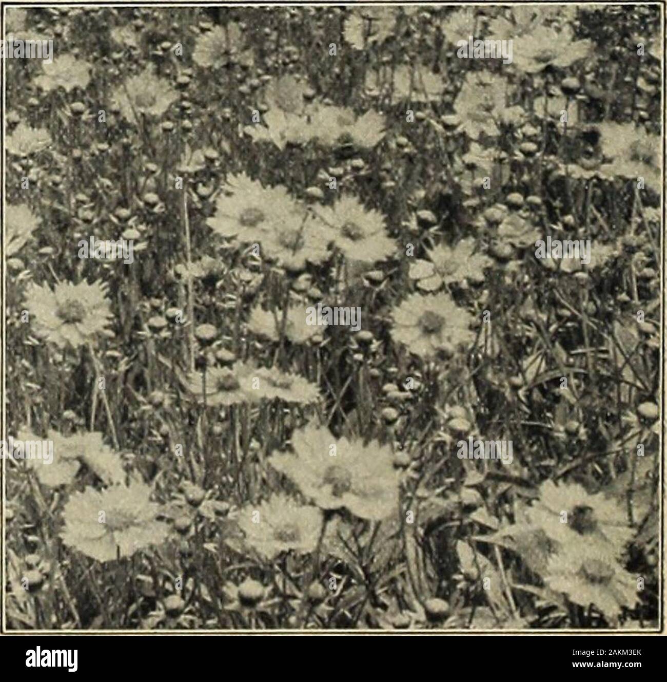 Farquhar's garden annual : 1918 . s; May and June. 6 in. ... ... ... ... ... 2.00 CHELONE Lyonii. Heads of deep red flowers; August and Septem-ber. 2 ft. 2. 50 CHRYSANTHEMUM maximum. {Moon-penny Daisy.) Hardy daisywith large white flowers; excellent for cutting; July to September. 2 to 3 ft 2.00 Leucanthemum plenum. Handsome double variety with white flowersbling the Pyrethrum. June-July. 35 cts. each; $4.00 per doz. Nipponicum. A Japanese species, with large pure whiteflowers in September and Octo-ber. 3 ft. $2.00 per doz.;$12.00 per 100.See also Daisy Burbanks Shasta. CIMICIFUGA japoniea. Th Stock Photo