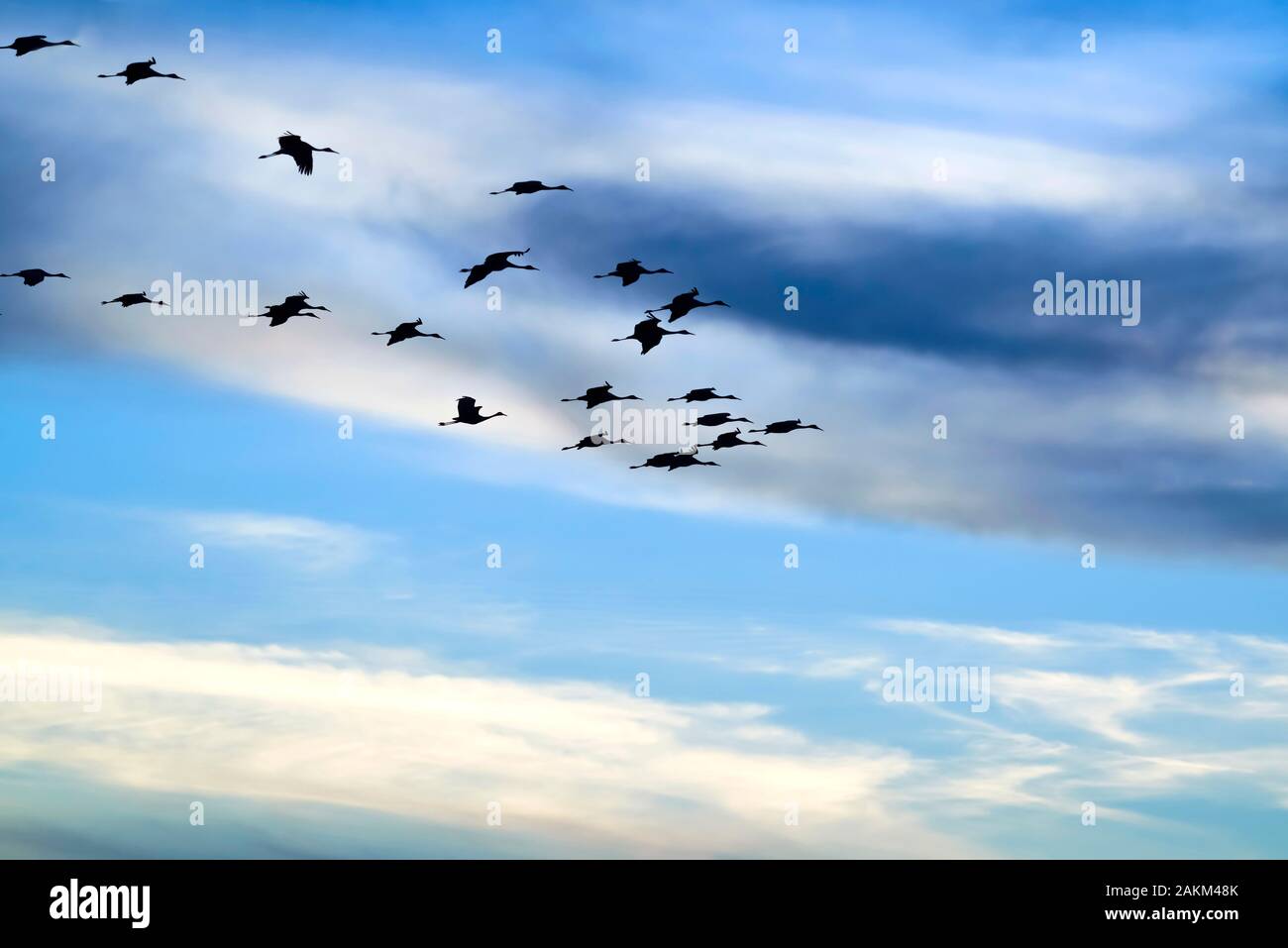A flock of sihouetted sandhill cranes flying in formation. Stock Photo