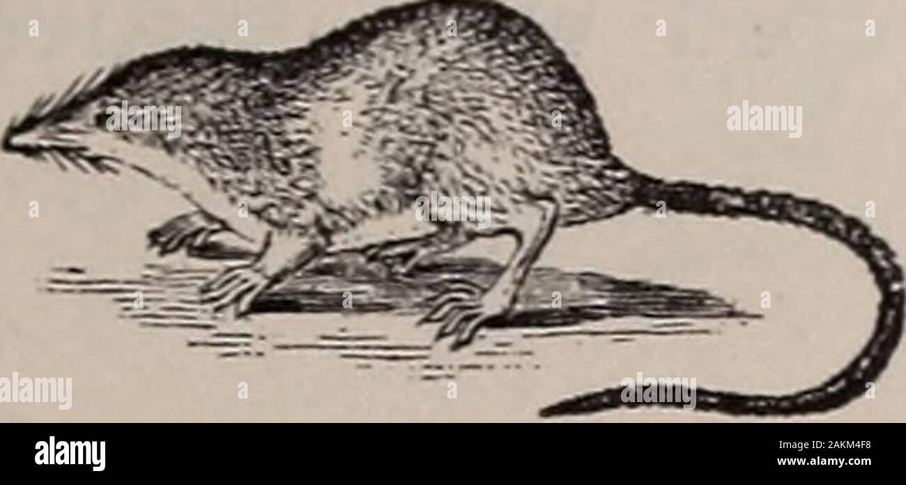 Natural history of animals; . ^ยง0^ Fig. 76.โ Galeopithccus. Fig- 77. โ Teeth of an Insect-eater. opithecus, a curious batlike animal found on trees inthe Indian Archipelago. The Insectivora sleep duringthe day, Natural history of animals; . ^ยง0^ Fig. 76.โ Galeopithccus. Fig- 77. โ Teeth of an Insect-eater. opithecus, a curious batlike animal found on trees inthe Indian Archipelago. The Insectivora sleep duringthe day,
