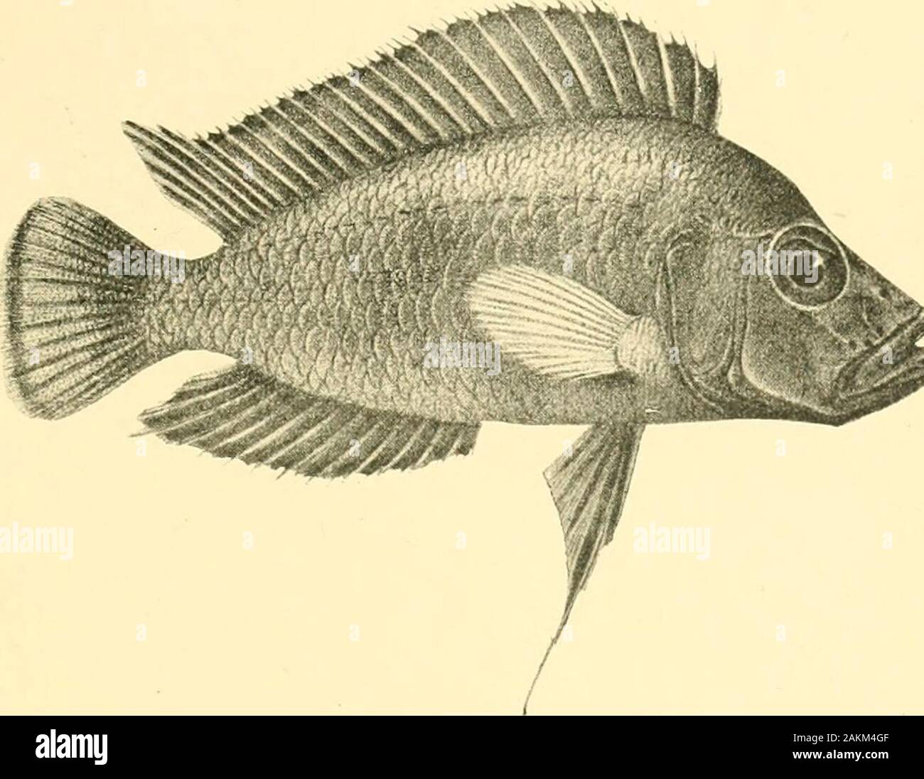 The Tanganyika problem; an account of the researches undertaken concerning the existence of marine animals in Central Africa . E g H h. Lamprologus compressiceps. See p. 172. Stock Photo