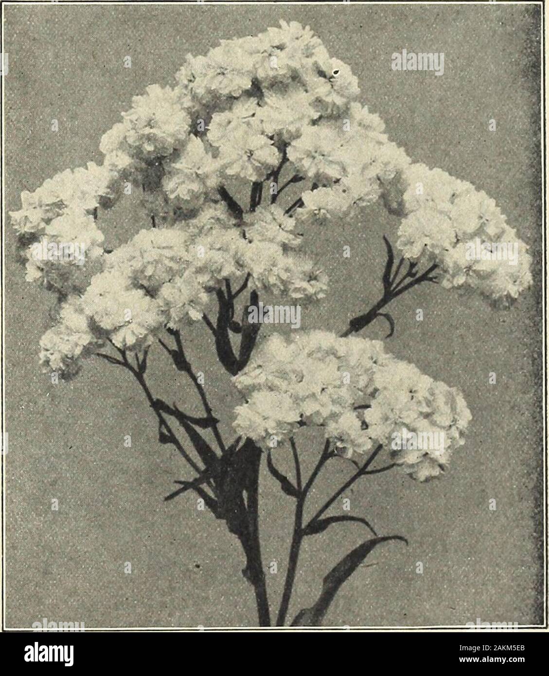 Farquhar's garden annual : 1918 . NEW and RAREPLANTS from CHINA. For varieties see pages 1-5of this catalogue. Achillea ptarmica. Perrys White. Aconitum Wilsoni. ACONITUM. Monkshood or Helmet Flower Autumnale. Large spikes of dark blue flowers; valuable for shady places;July to September. 3 ft. ... ... ... • - - - - • ? ? A Fischeri. A dwarf variety with very large pale blue flowers; September and October. 2 ft ... Napellus. Dark blue; August and September. 3 ft. Napellus bicolor. Blue and white Sparks Variety. Deep blue flowers and branching habit. July 4 ft.Wilsoni. Light violet-blue flowers Stock Photo