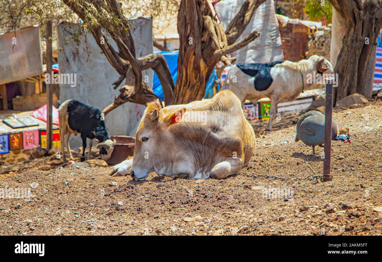 Cows, hens and goats in an African village near Dakar, Senegal. They're on a dirt road near the house. Stock Photo