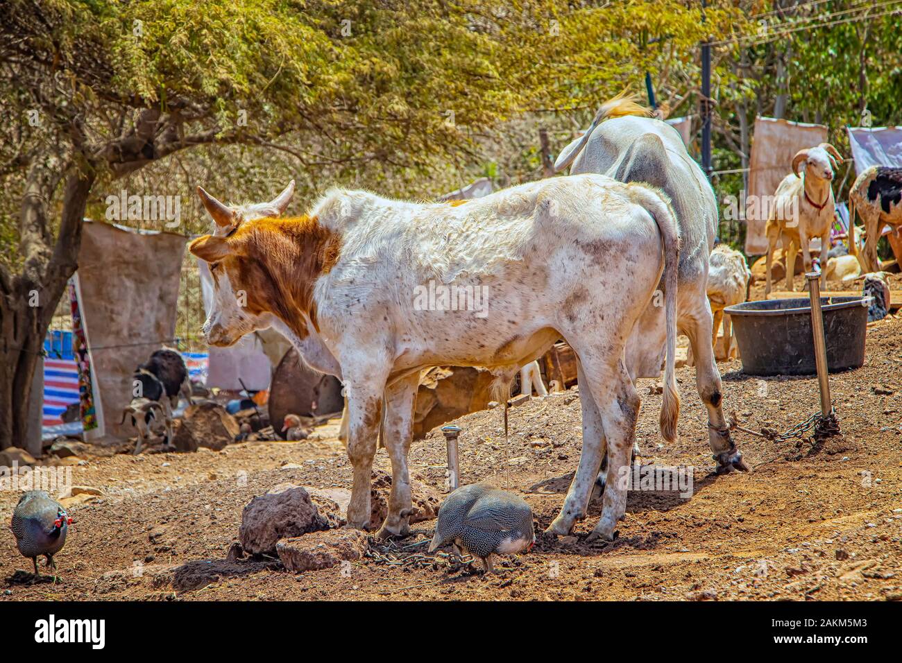 Cows, hens and goats in an African village near Dakar, Senegal. They're on a dirt road near the house. Stock Photo