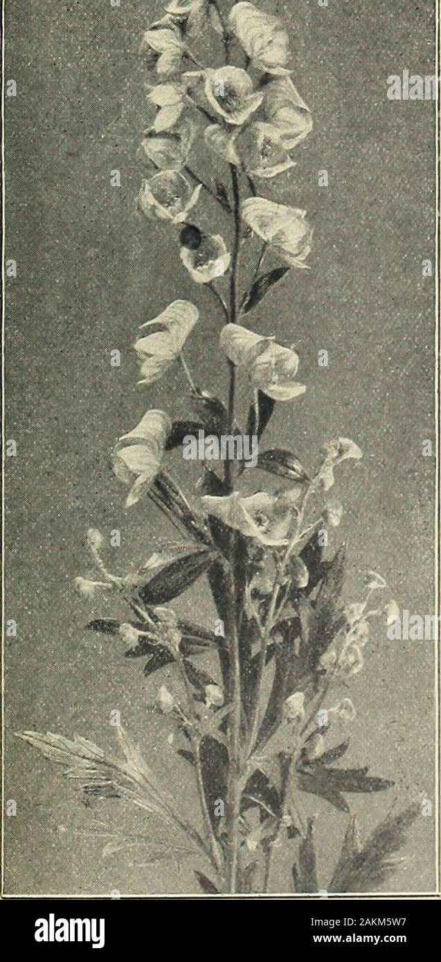 Farquhar's garden annual : 1918 . .00 per dozen, 25 cents each; plants at $2.50 per dozen, 30 cents each; plants at $3.00 per dozen,35 cents each. ACANTHUS moUis. Bears Breech. The rich, mas-Doz. lOO sive leaves of this plant are supposed to have sug-gested the Corinthian style of architecture; flowerswhite; fine for lawn groups; July and August. 2 ft. $2.50 $15.00 ACHILLEA ageratum. Golden Milfoil. Yellow flowers; June to August. ^ ft- 1-50 10.00 Millefolium roseum. Pink Yarrow. Rosv-pink flowers; blooms all Summer, l^t- ? ? ? ??? 2.00 15.00 Millefolium Cerise Queen. Bright cerise. U ft- 2.00 Stock Photo