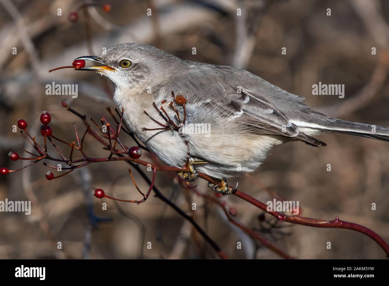 Northern mockingbird foraging on multiflora rose hips in early January Stock Photo