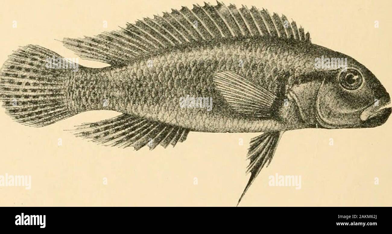 The Tanganyika problem; an account of the researches undertaken concerning the existence of marine animals in Central Africa . Paratilapia ventralis. See p. 180. 204 THE TANGANYIKA PROBLEM. 74. Tilapia trematocephala.—Blgr. 1901. (Fig. p. 195. Upper.) Depth of body equal to length of head, 3^ times in total length. Snout, withslightly convex upper profile, a little shorter than diameter of eye, which is contained3 times in length of head and exceeds interocular width ; mouth small, its widthhalf that of head, extending to between nostril and eye ; teeth very small, in 2 rows,outer bicuspid ; 3 Stock Photo