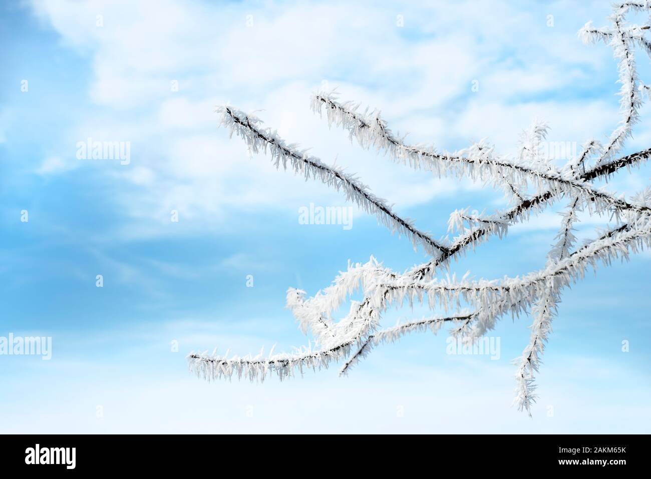 Frosted branch on a beautyful blue sky with fluffy clouds in background. A cold peaceful winters day. Stock Photo