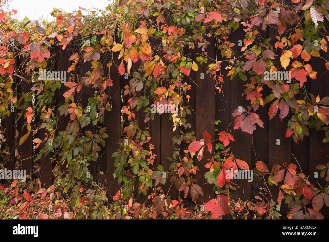 Vines leaves fence hi-res stock photography and images - Alamy
