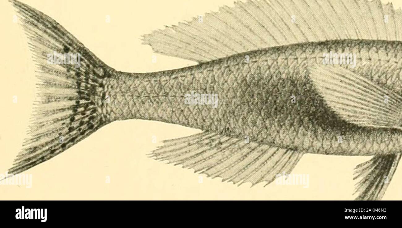 The Tanganyika problem; an account of the researches undertaken concerning the existence of marine animals in Central Africa . Trematocara unimaculatum. See p. 192. ^MgaMMMMk. Taratilapia leptosoma. See p. 182. THE TANGANYIKA PROBLEM. 72. TlLAPIA LABIATA.—Blgr. 1898. (Fig- p. 173-) Outer teeth rather large, feebly notched ; inner teeth very small, tricuspid, in 3 or 4 series. Depth of body equal to length of head, 2§ to 2| times in total length. Snout, with straight upper profile,  to if diameter of eye, which is 3} to 4} times in length of head and equals interorbital width ; maxillary not Stock Photo