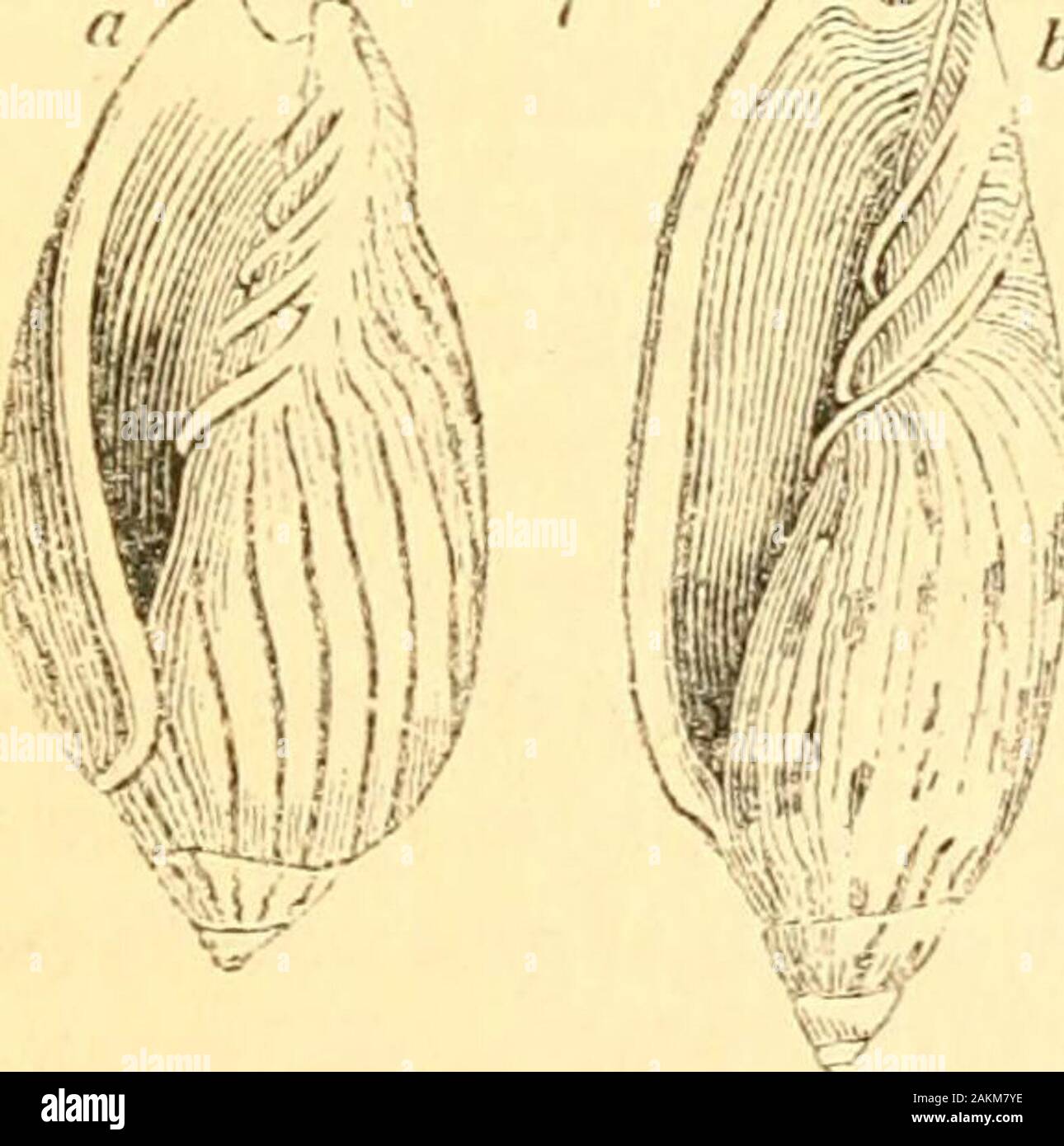 Zebra volutes hi-res stock photography and images - Alamy