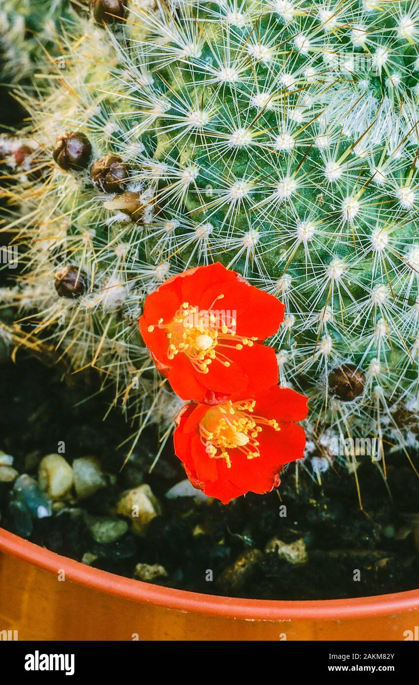 Cacti Rebutia Aylostera sp escayachi with red flowers Stock Photo