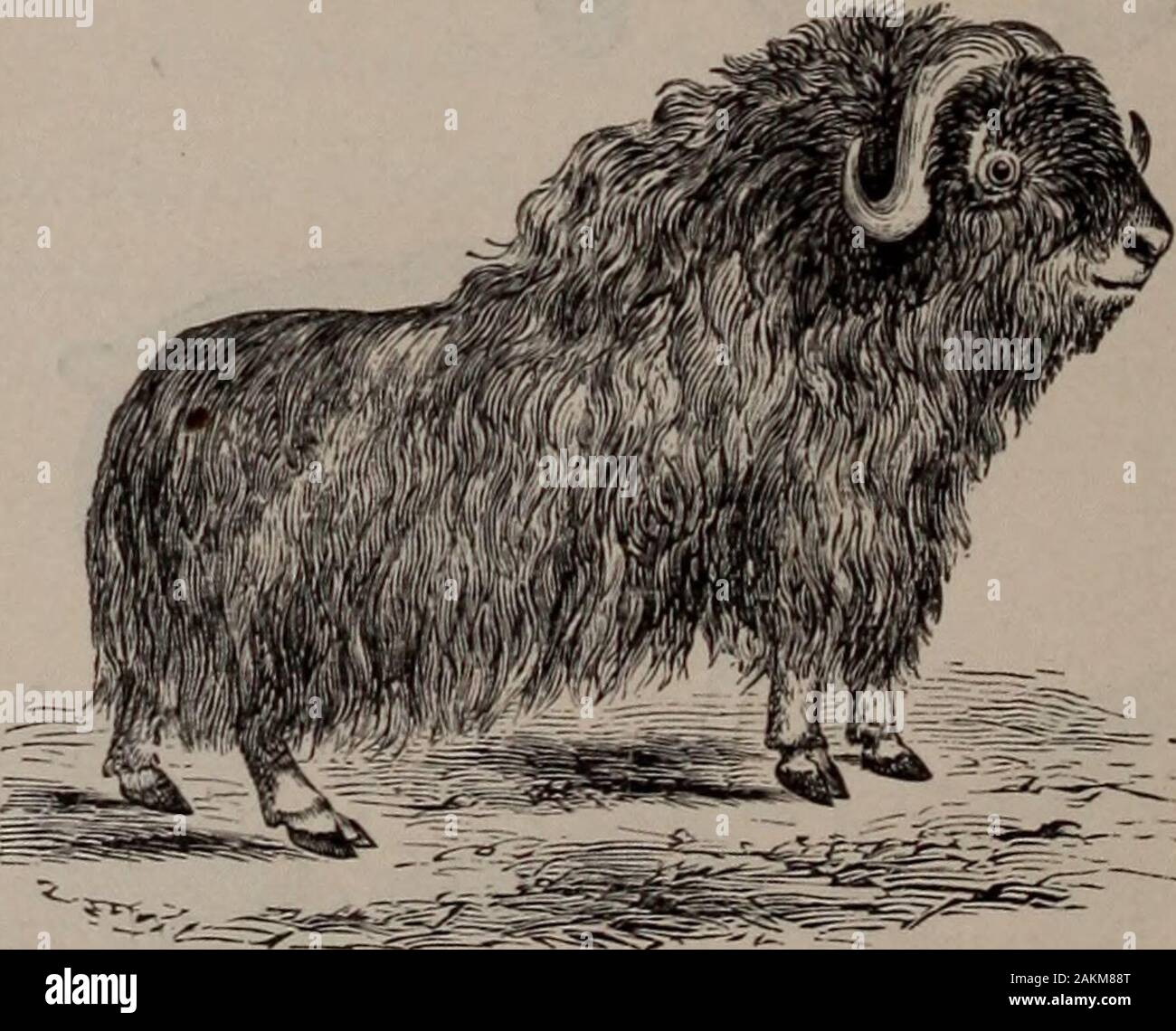 Natural history of animals; . Fig. 67.—Mountain Sheep, or Big-horn. 48  VERTEBRATES : MAMMALS. ward, then spirally curved forward, and  yellowish-brown in color. The Mountain Sheep, or Big-horn,of the Rocky  Mountains, is