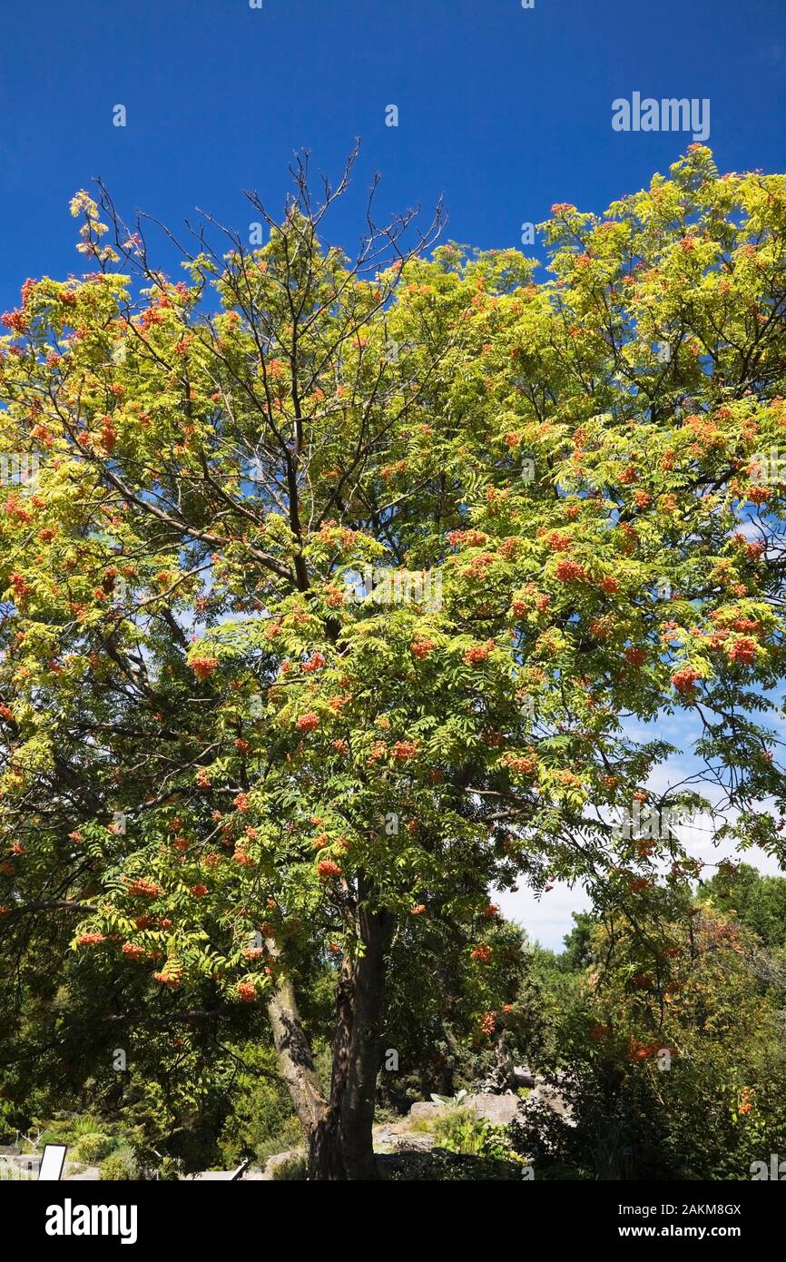Sorbus americana - American Mountain Ash tree bearing orange berries in ...
