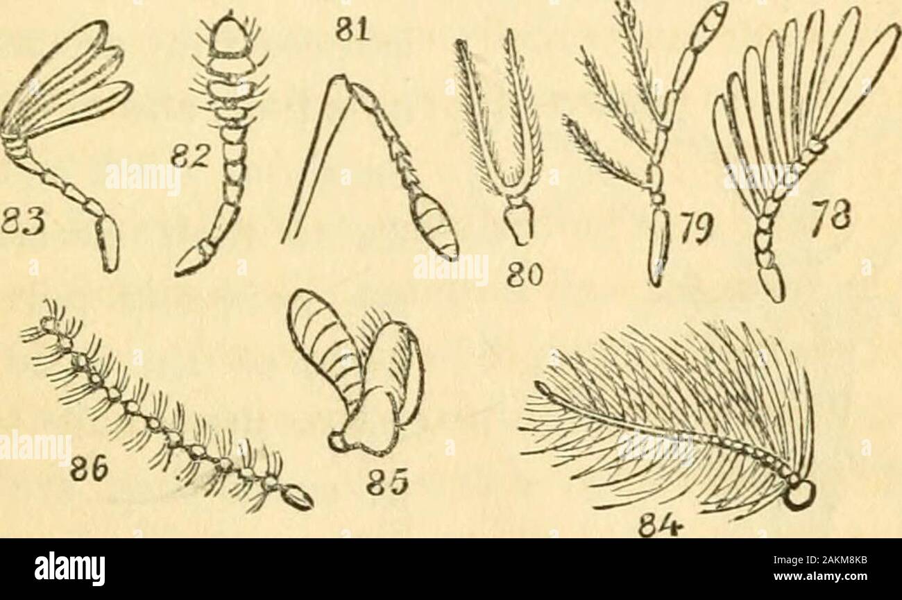 The entomologist's text book : an introduction to the natural history, structure, physiology and classification of insects, including the Crustacea and Arachnida . e a spindle.Aristate, when the antennae are terminated by a fine bristle (fig. 74).Dentate, when the joints are armed with short spines (fig. 77). Serrate, when the joints are triangular, one of the angles being internally produced, like a saw (fig. 7^&gt;).Pectinated, when the joints are furnished with u long and ANTENNA. 241 slender tooth, generally arising from the base or ex-tremity of each, thus resembling a comb (fig. 78).Bijj Stock Photo