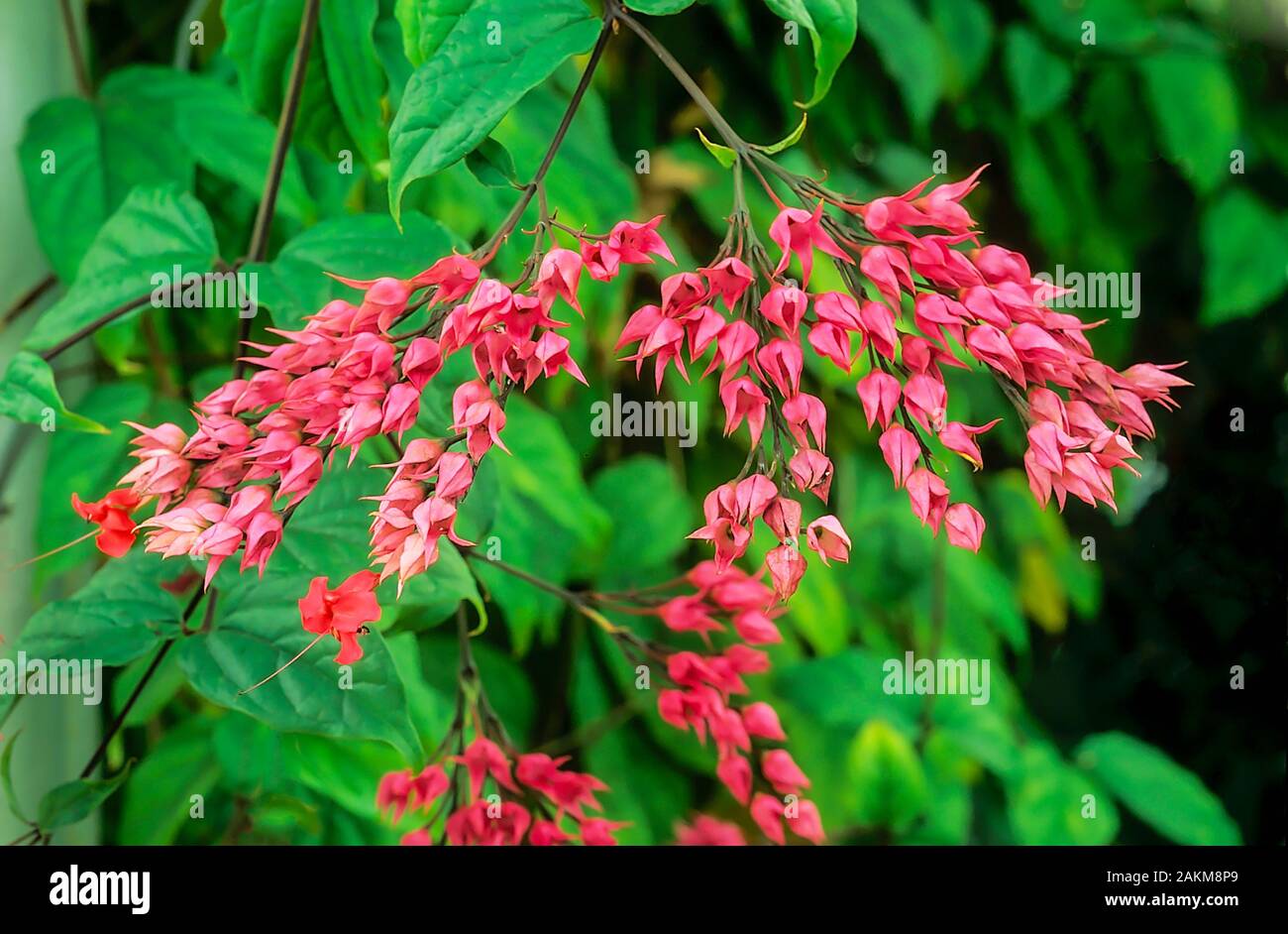 Clerodendrum x speciosum a shrubby climber that has red flowers in