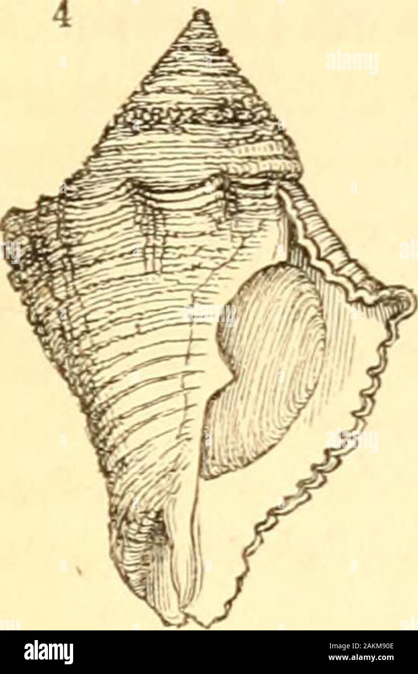 A treatise on malacology; or, Shells and shell fish . t noticed: the form indeed, somewhat pear-shaped, — inasmuch as the spire is not longer than thecontracted part of the aperture, from which the canalmay be said to commence ; but they have nothing ofthe lightness or the basal elongation of Pyrula andFicula, or of the effuse aperture and contracted chan-nel of Rapella. They may thus be described as veryshort, strong, fusiform shells  ; the umbilicus eitherentirely or partially concealed; the outer surface armedwith muricated and semi-foliaceous spines, and markedwith transverse striae ; the Stock Photo