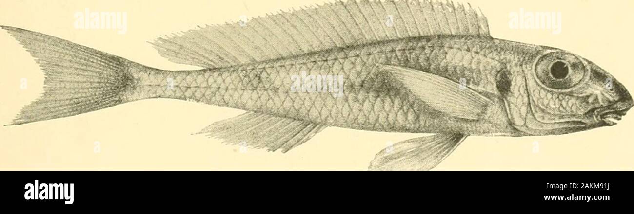 The Tanganyika problem; an account of the researches undertaken concerning the existence of marine animals in Central Africa . w Lamprologus lemairii. See p. 170.  •. -.  &gt; v ?• ... Asprotilapia leptura. See page 210. Stock Photo