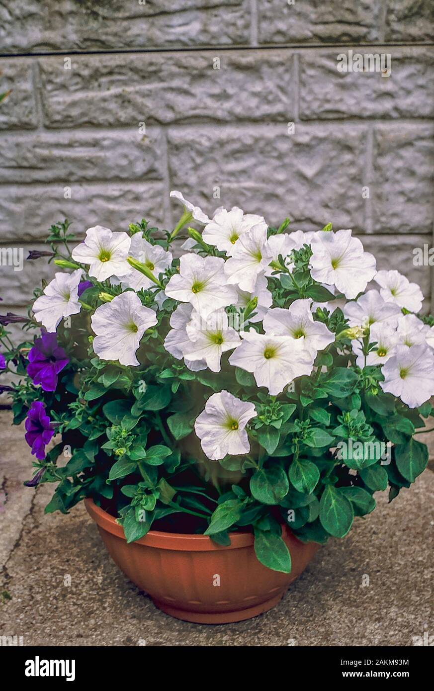 Mixed Petunias of purple and white growing in flower planter in summer. Ideal bedding, basket or container plant. Stock Photo